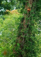 Orangutan bornejsky - Pongo pygmaeus - Bornean Orangutan o9993